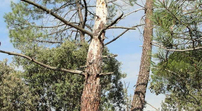 Investigadores de la UVa analizan el decaimiento del pino negral en el centro de la Península Ibérica