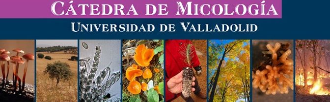 ESTUDIOS DE LA CÁTEDRA DE MICOLOGÍA CONCLUYEN QUE LA BIOMASA AGROFORESTAL ES MÁS BARATA QUE LOS COMBUSTIBLES FÓSILES